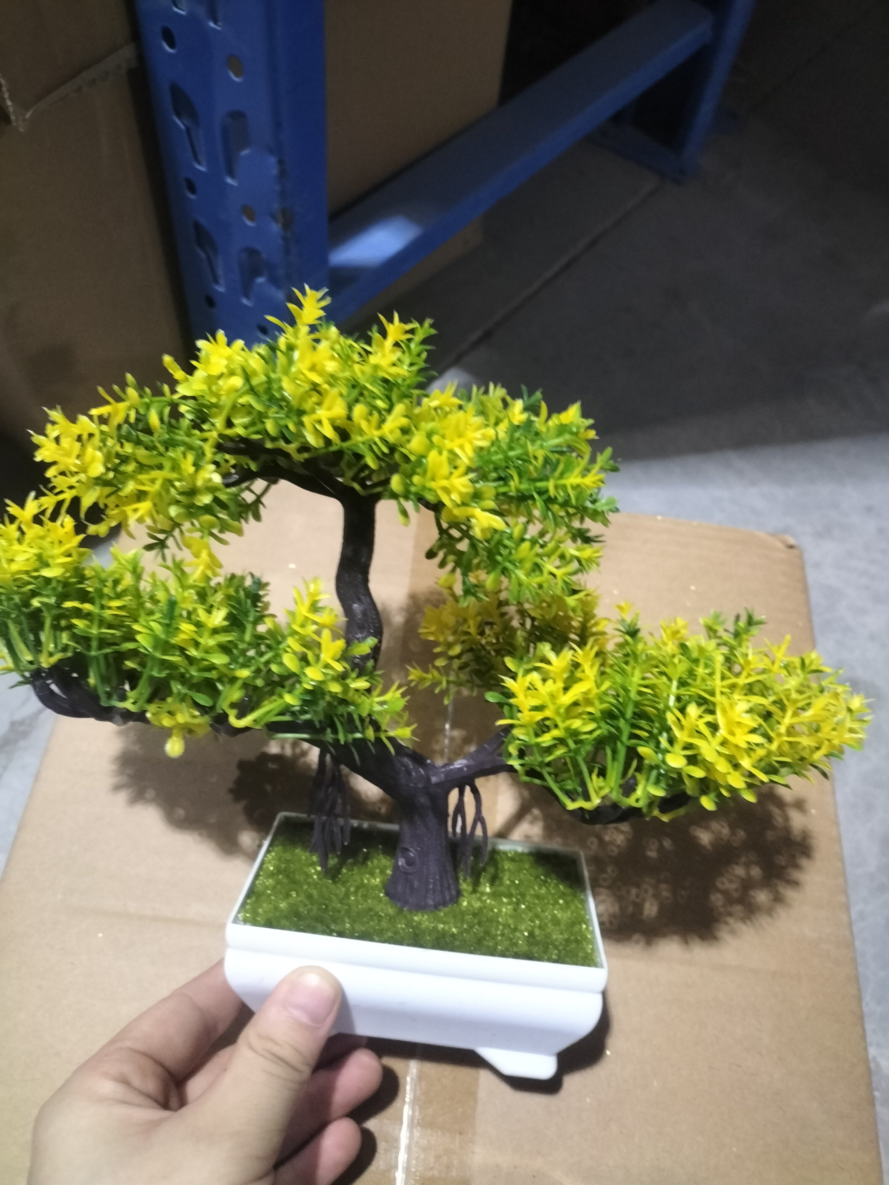 Bonsai potted plants