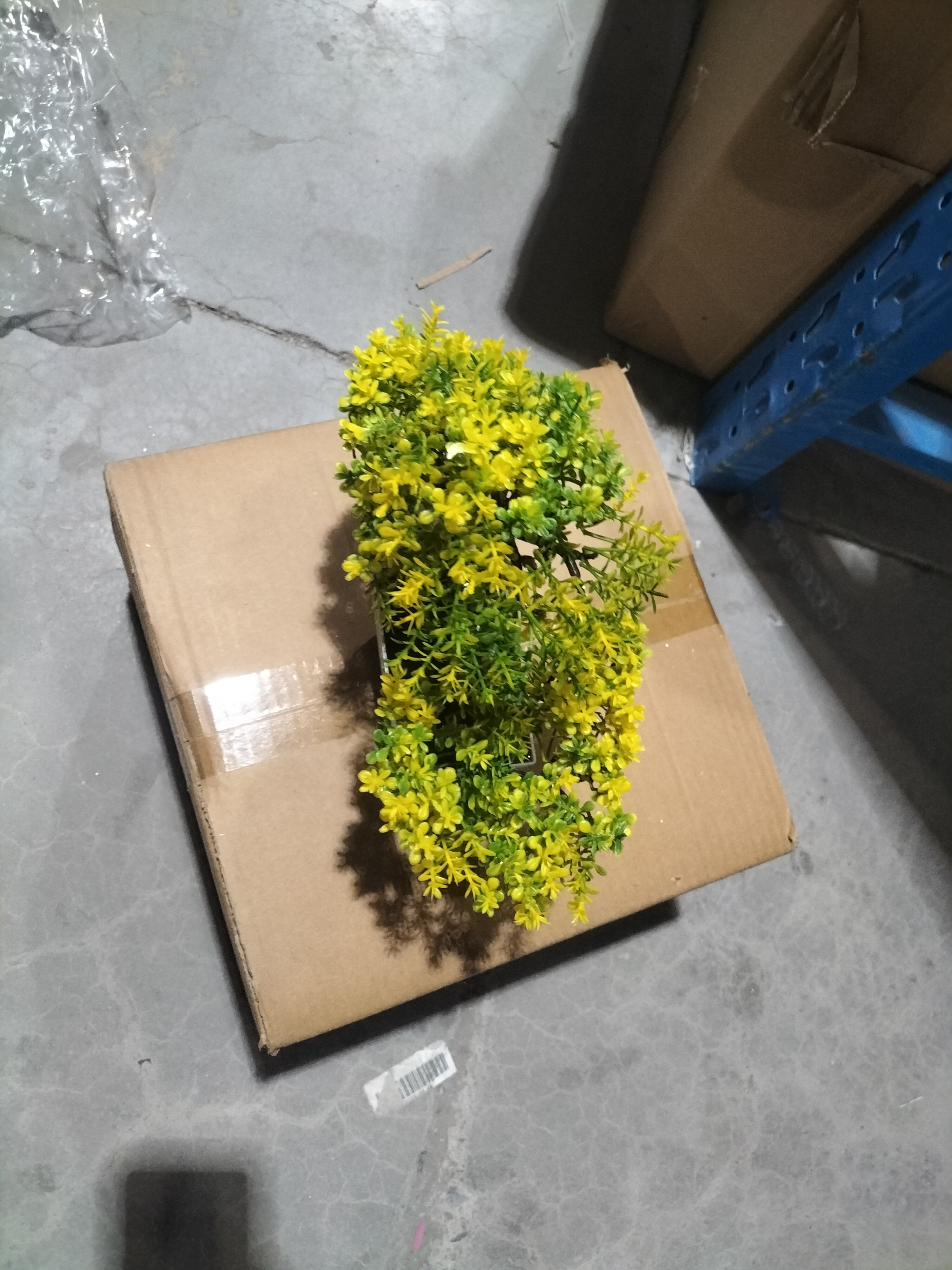 Bonsai potted plants