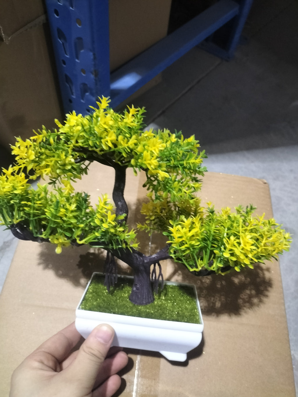 Bonsai potted plants