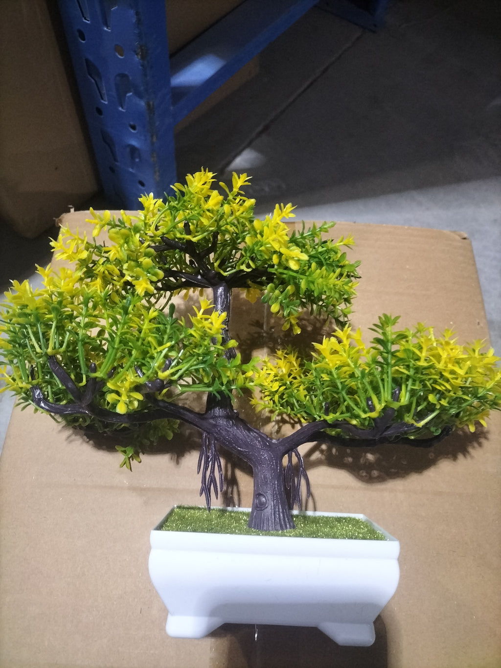 Bonsai potted plants