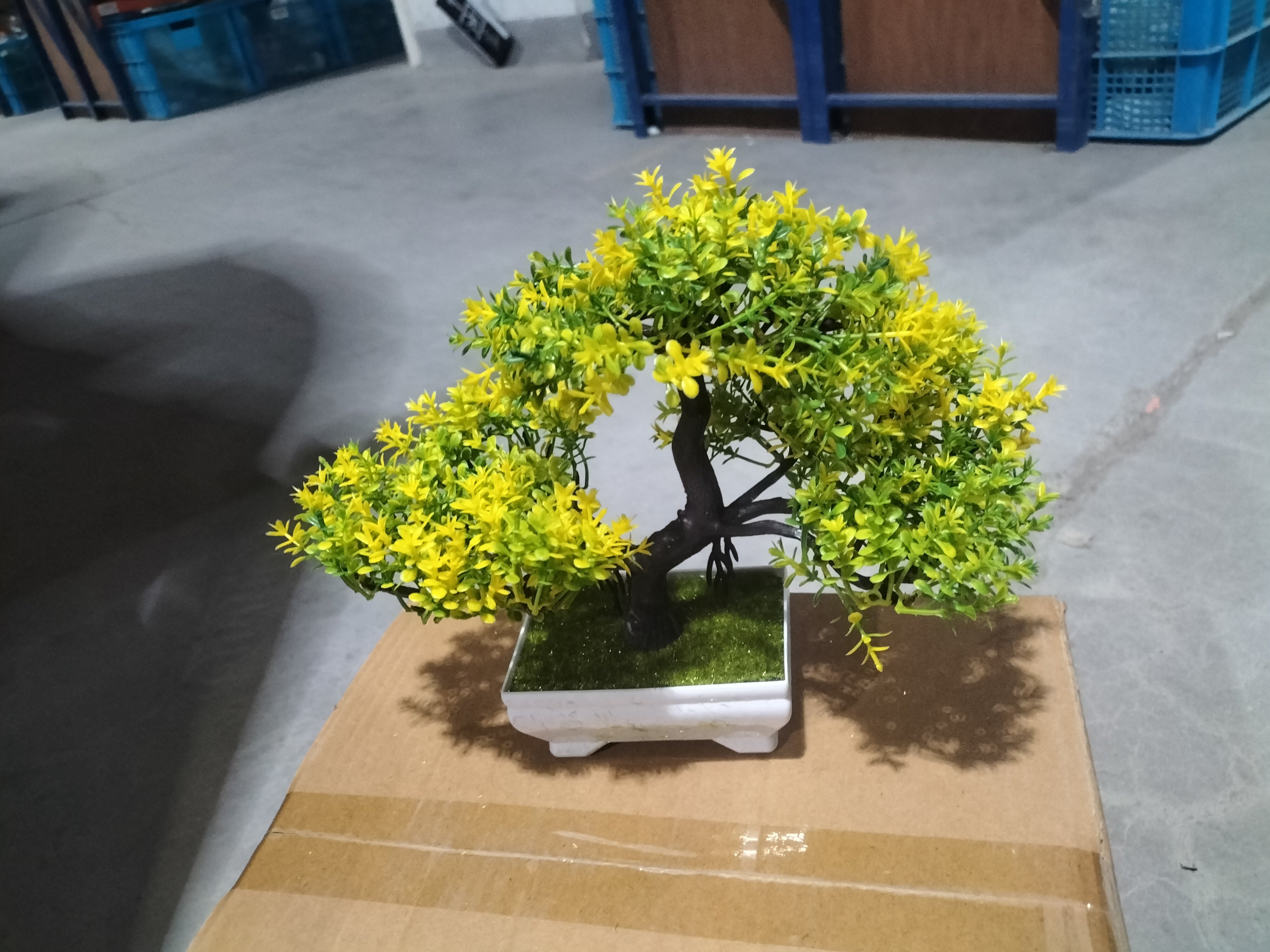 Bonsai potted plants